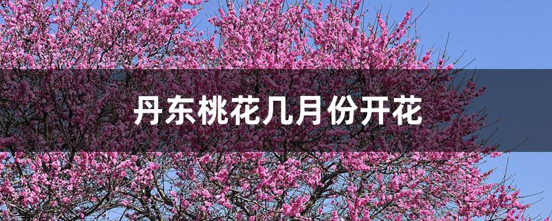 丹東桃花幾月份開花