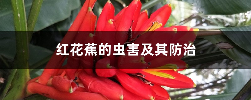 紅花蕉的蟲(chóng)害及其防治