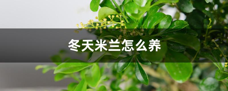 冬天米蘭怎么養(yǎng)，冬天用施肥嗎