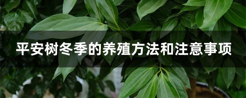 平安樹冬季的養(yǎng)殖方法和注意事項，耐寒多少度