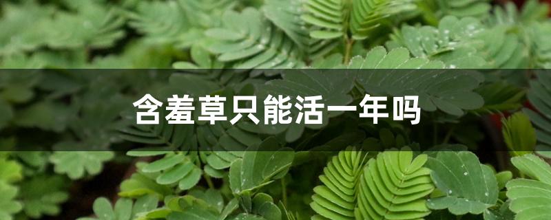 含羞草只能活一年嗎，冬天怎么過冬