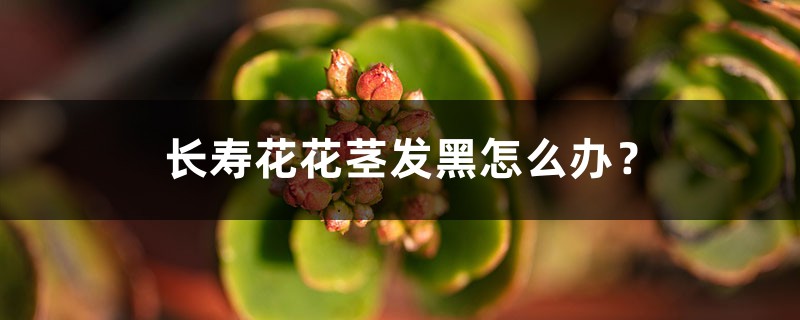 長壽花花莖發(fā)黑怎么辦？