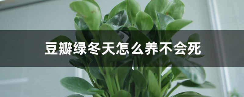 豆瓣綠冬天怎么養(yǎng)不會死，怕凍嗎