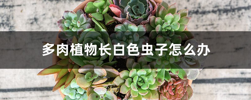 多肉植物長白色蟲子怎么辦