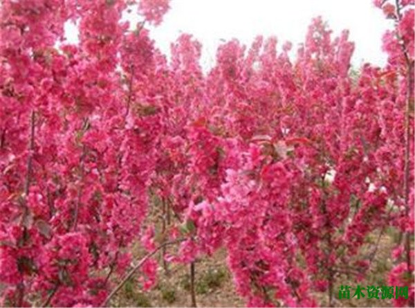 冬紅海棠什么時候開花 冬紅果和海棠果樹區(qū)別