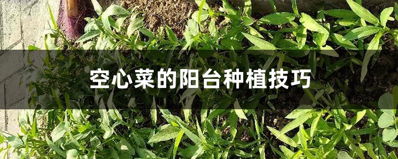 空心菜的陽臺種植技巧