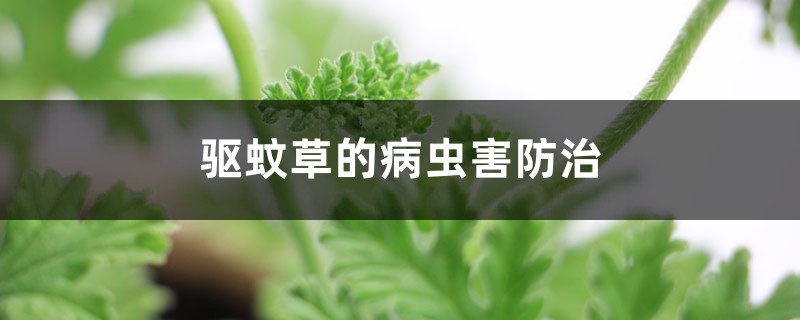 驅(qū)蚊草的病蟲害防治