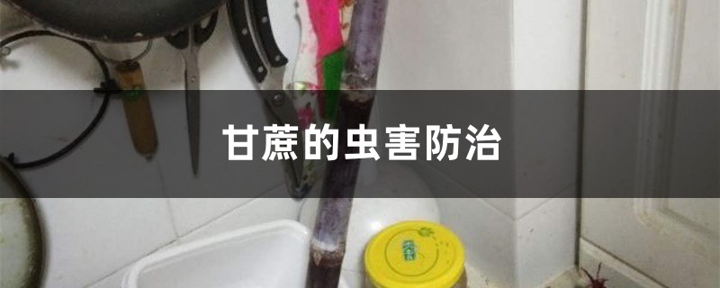 甘蔗的蟲害防治