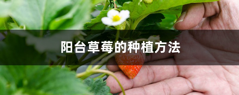 陽臺草莓的種植方法