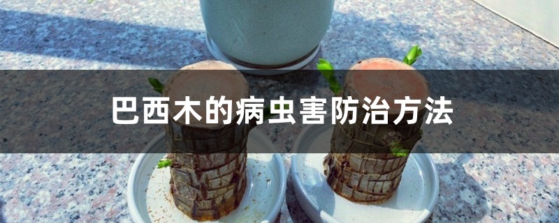 巴西木的病蟲害防治方法