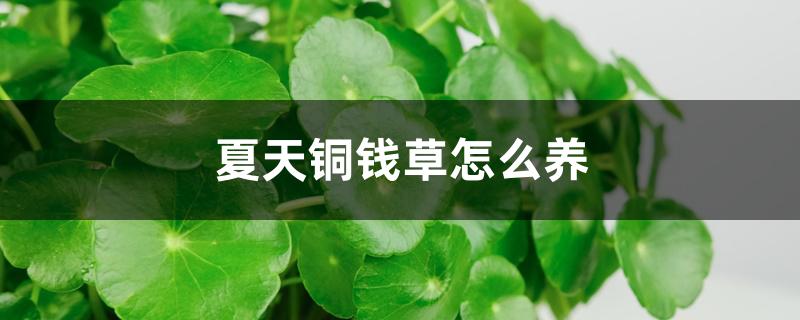 夏天銅錢草怎么養(yǎng)，怎么澆水