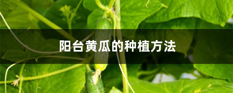 陽臺黃瓜的種植方法