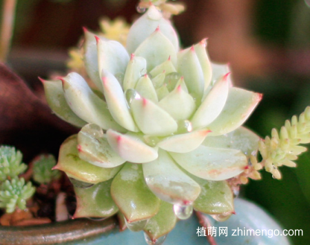 多肉植物夏天怎么澆水，多肉植物夏天的澆水方法