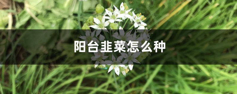 陽臺韭菜怎么種