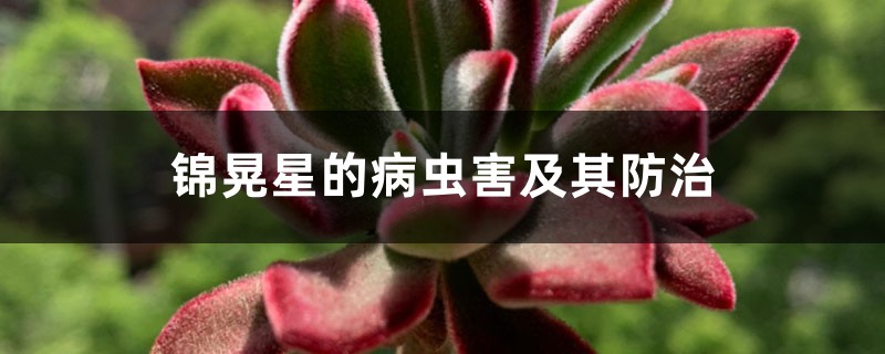 錦晃星的病蟲害及其防治