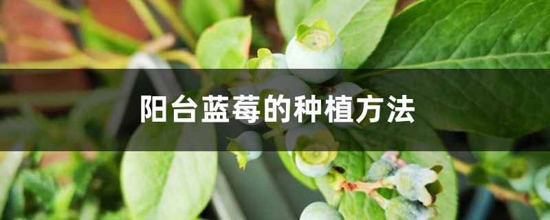 陽(yáng)臺(tái)藍(lán)莓的種植方法