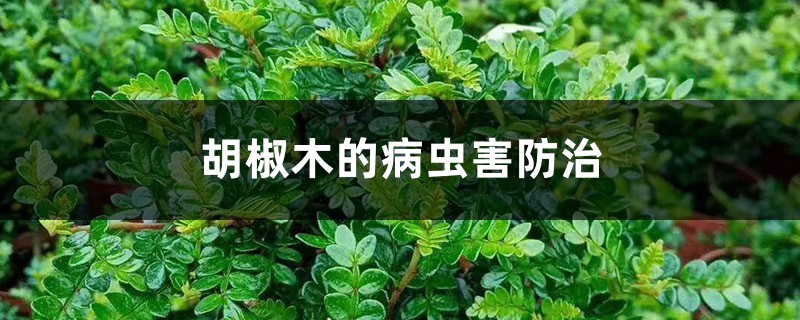 胡椒木的病蟲(chóng)害防治