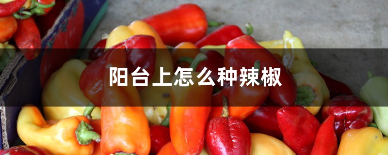 陽(yáng)臺(tái)上怎么種辣椒