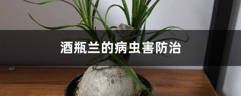 酒瓶蘭的病蟲(chóng)害防治