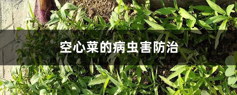 空心菜的病蟲(chóng)害防治