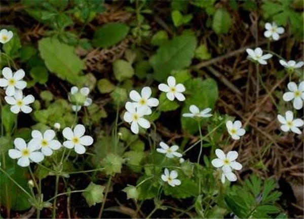 點(diǎn)地梅幾月份開花 點(diǎn)地梅的花語和功效