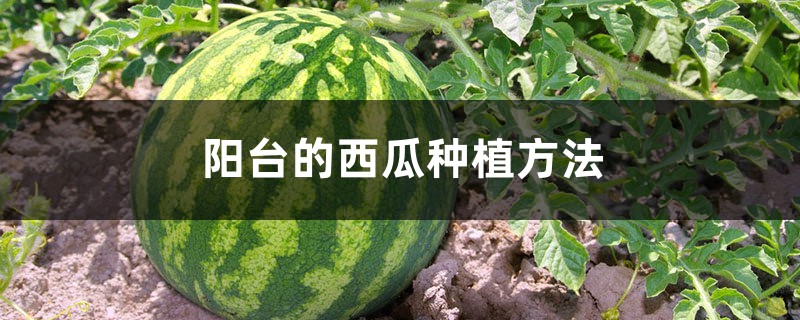 陽(yáng)臺(tái)的西瓜種植方法