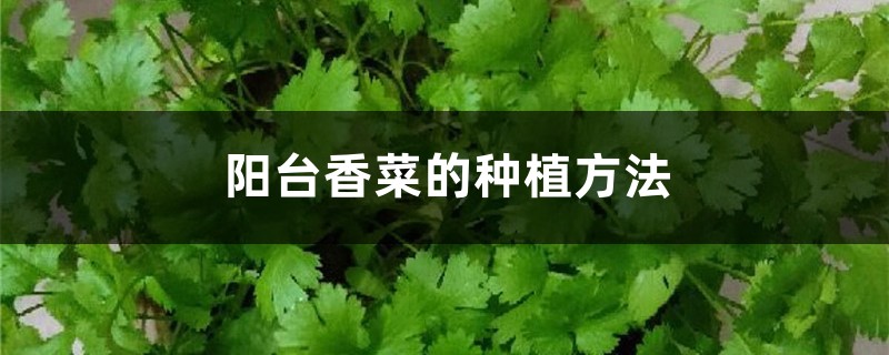 陽(yáng)臺(tái)香菜的種植方法