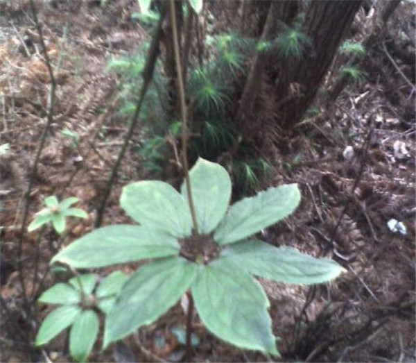 七葉一枝花的功效與作用 七葉一枝花花語和花期