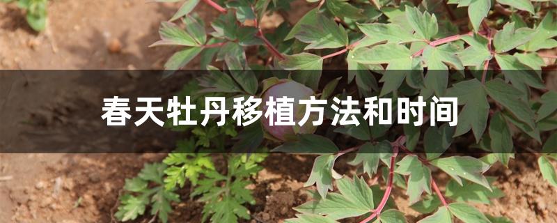 春天牡丹移植方法和時間