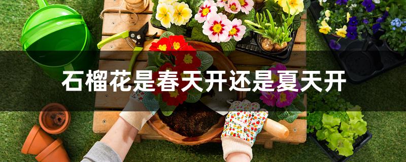 石榴花是春天開還是夏天開