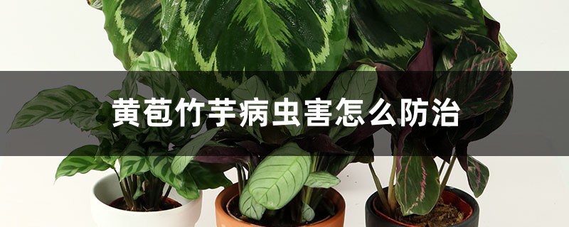 黃苞竹芋的病蟲害防治方法