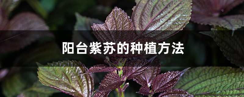 陽(yáng)臺(tái)紫蘇的種植方法