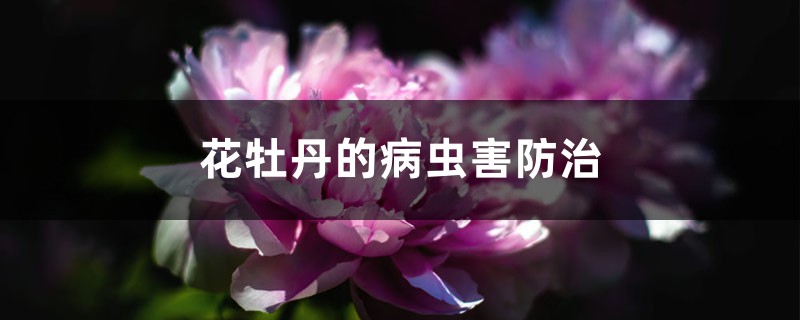 花牡丹的病蟲害防治