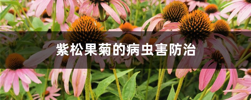 紫松果菊的病蟲害防治