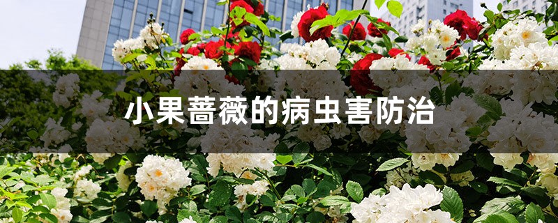 小果薔薇的病蟲害防治