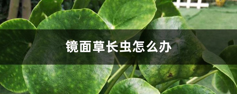 鏡面草長蟲怎么辦