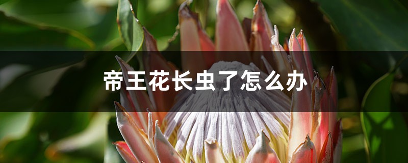 帝王花長蟲了怎么辦