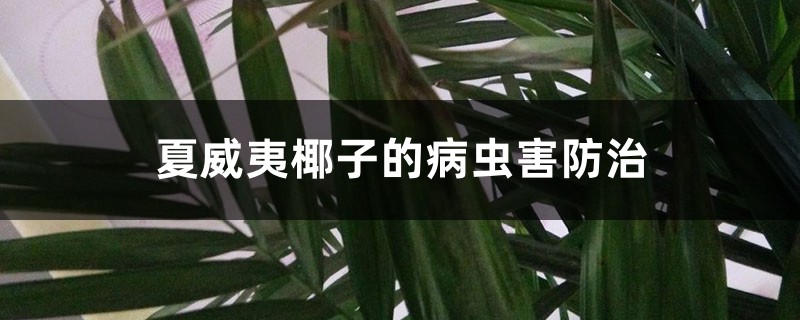 夏威夷椰子的病蟲害防治