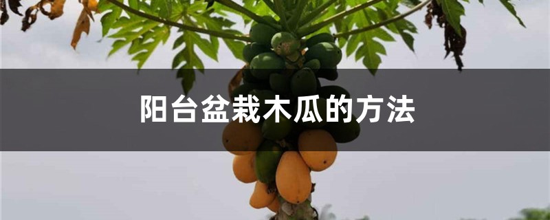 陽臺盆栽木瓜的方法