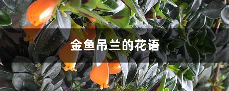 金魚吊蘭的花語和寓意，送人有什么禁忌