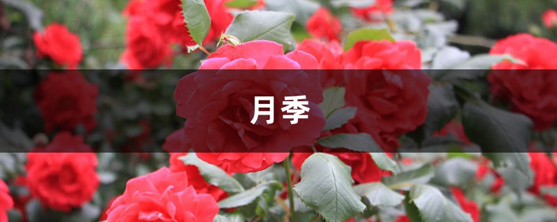 月季=藥罐子？學(xué)會(huì)這5個(gè)技巧，保你月月開花不招蟲！