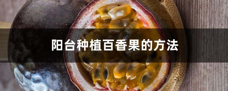 陽(yáng)臺(tái)種植百香果的方法