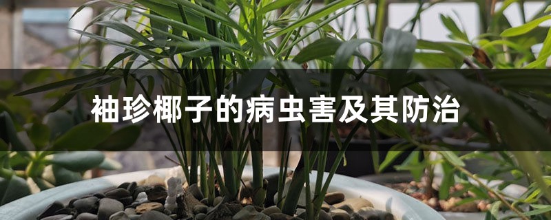 袖珍椰子的病蟲害及其防治