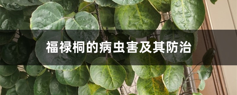 福祿桐的病蟲害及其防治