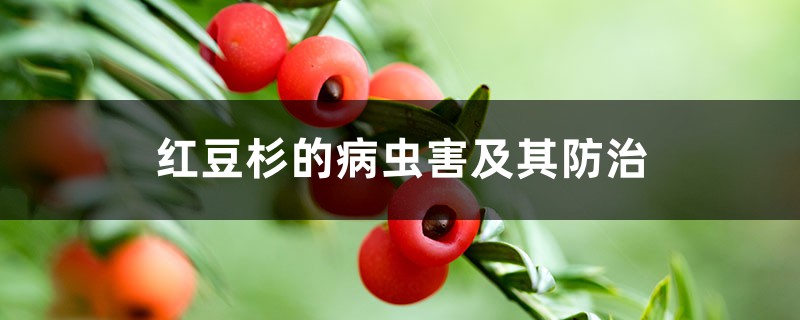 紅豆杉的病蟲害及其防治