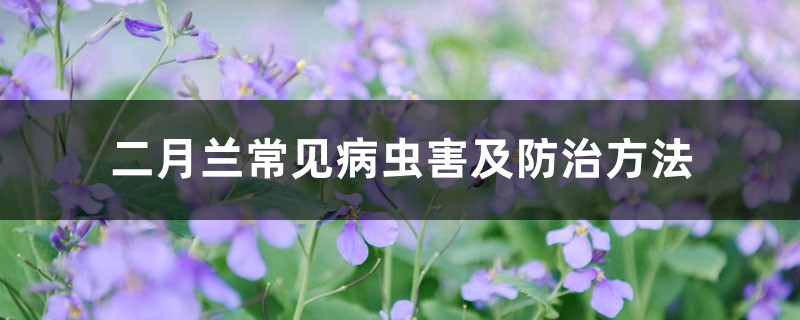 二月蘭常見(jiàn)病蟲(chóng)害及防治方法