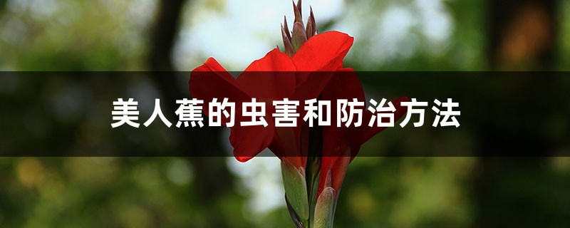 美人蕉的蟲(chóng)害和防治方法