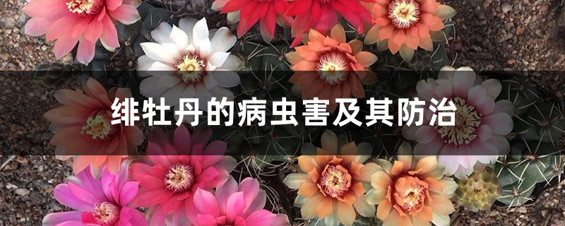 緋牡丹的病蟲(chóng)害及其防治