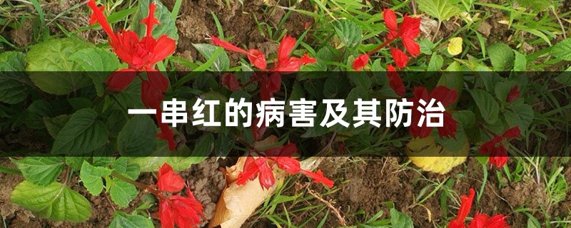 一串紅的病害及其防治