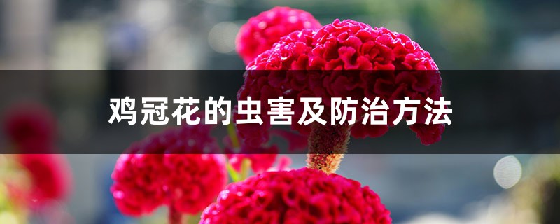 雞冠花的蟲(chóng)害及防治方法